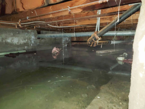 Best Water damage restoration cost  in Royal Pines, NC